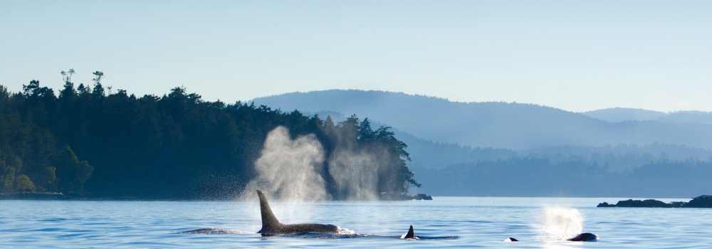 Orcas in Canada
