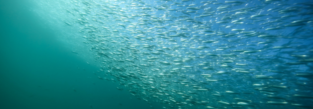 sardine South Africa