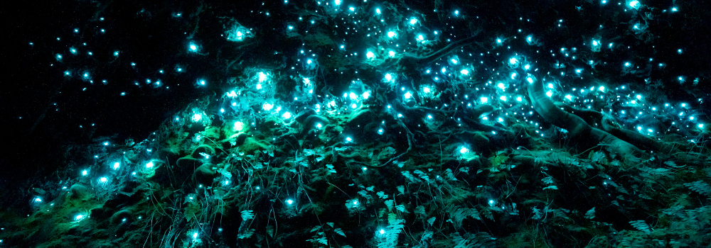  Glowworms Cave