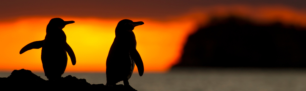 Galapagos Islands Penguins